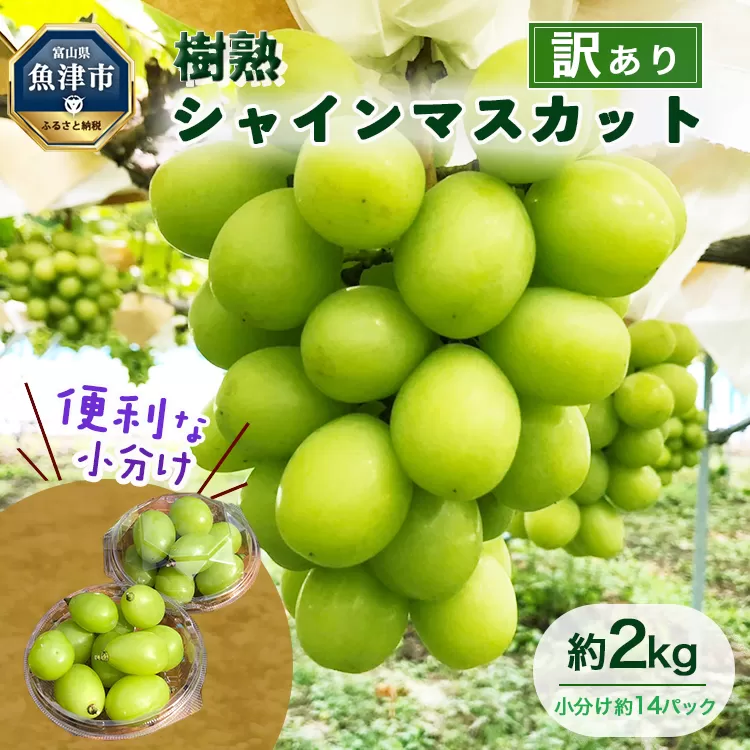 訳あり シャインマスカット 約2kg ｜ 樹熟 粒 約14パック 富山県産 マスカット ぶどう ブドウ 葡萄 ※北海道・沖縄・離島への配送不可 ※2025年10月上旬～12月下旬頃に順次発送予定