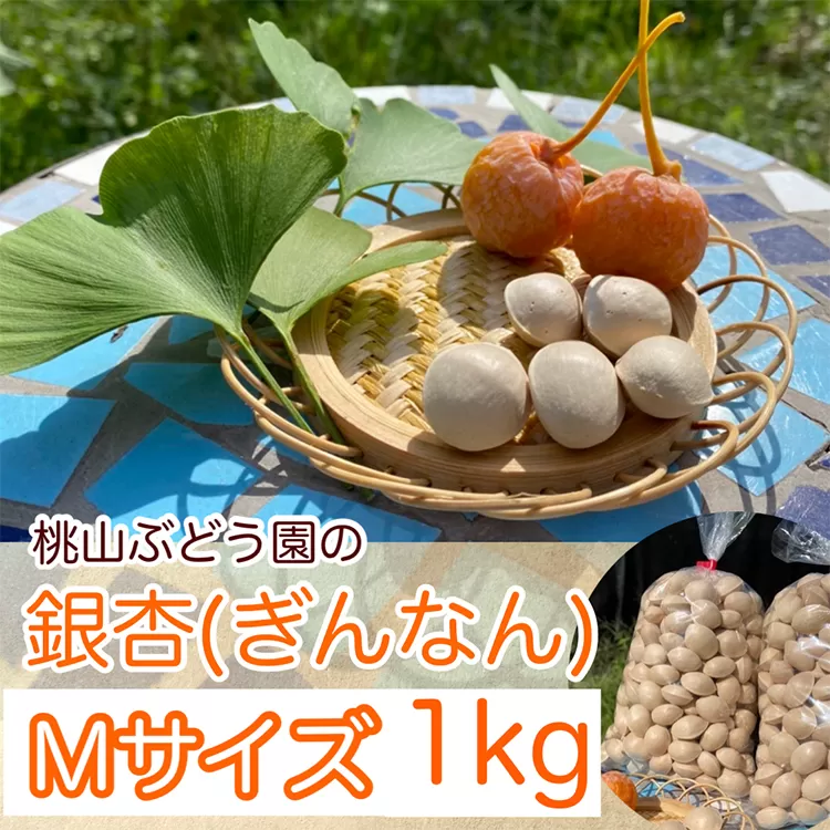 【早期予約】桃山ぶどう園の『ぎんなん(殻付き)』Mサイズ　約1kg　※北海道・沖縄・離島への配送不可　※2024年11月上旬頃より順次発送予定