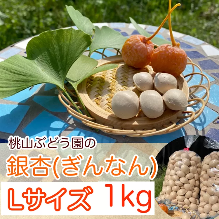 【早期予約】桃山ぶどう園の『ぎんなん(殻付き)』Ｌサイズ　約1kg　※北海道・沖縄・離島への配送不可　※2024年11月上旬頃より順次発送予定