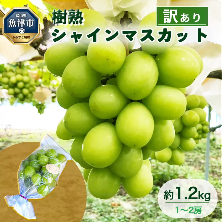 【早期予約】【訳あり】シャインマスカット 約1.2kg 樹熟 1～2房｜富山県産 マスカット ぶどう ブドウ 葡萄　※北海道・沖縄・離島への配送不可　※2024年10月上旬～12月下旬頃に順次発送予定