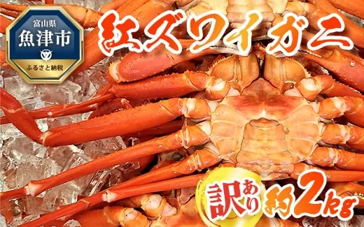 訳あり カニ 魚卸問屋のベニズワイガニ 約2kg 蟹 かに 紅ズワイガニ はりたや ※2023年10月上旬〜2024年5月下旬頃に順次発送予定 ※北海道・沖縄・離島への配送不可◇