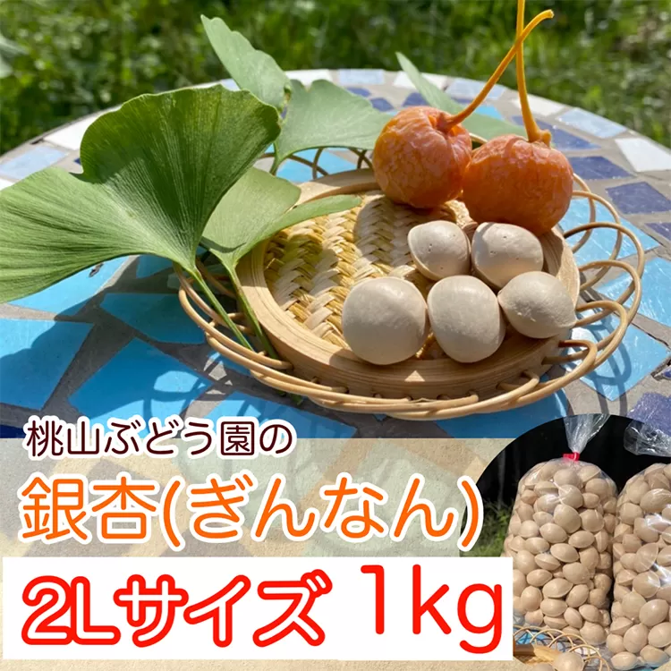 【早期予約】桃山ぶどう園の『ぎんなん(殻付き)』2Lサイズ　約1kg　※北海道・沖縄・離島への配送不可　※2024年11月上旬頃より順次発送予定