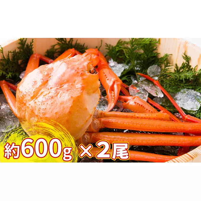 【おすすめ】紅ズワイガニ約600g×2尾【棚辺水産】