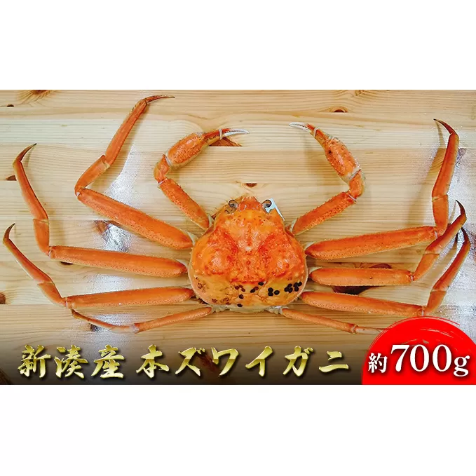 【伍右衛門】新湊産本ズワイガニ約700g