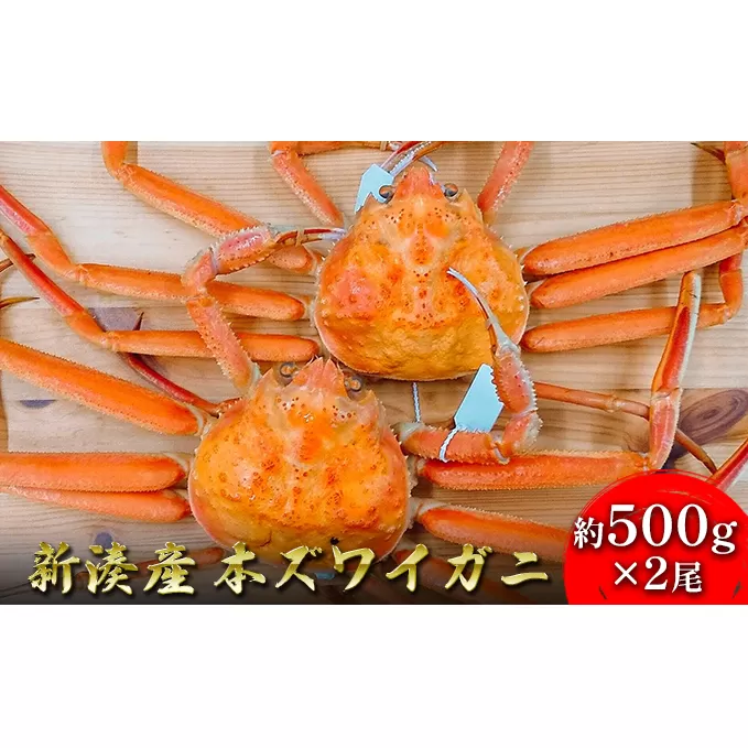 【伍右衛門】新湊産本ズワイガニ約500g×2尾