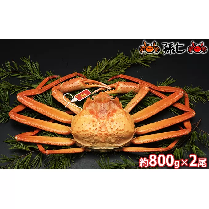 【おすすめ】紅ズワイガニ約800g×2尾（孫七タグ付）