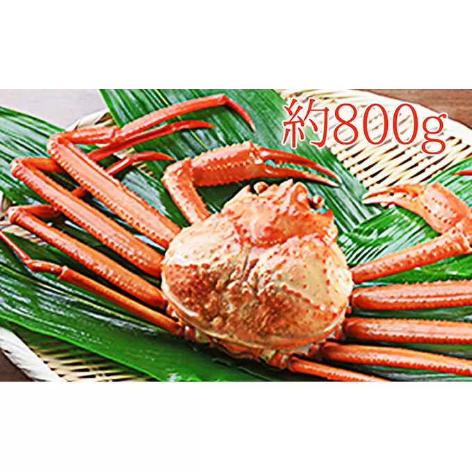 紅ズワイガニ約800g【木や水産】