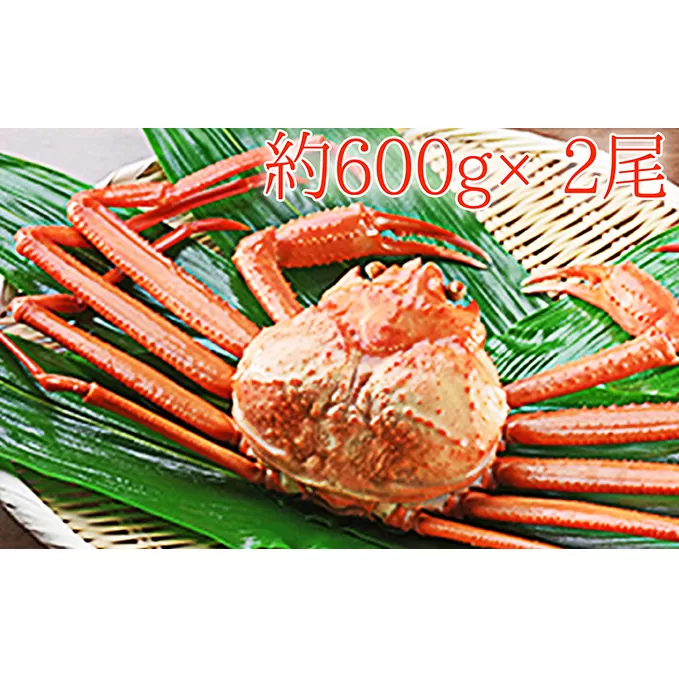 【おすすめ】紅ズワイガニ約600g×2尾【木や水産】