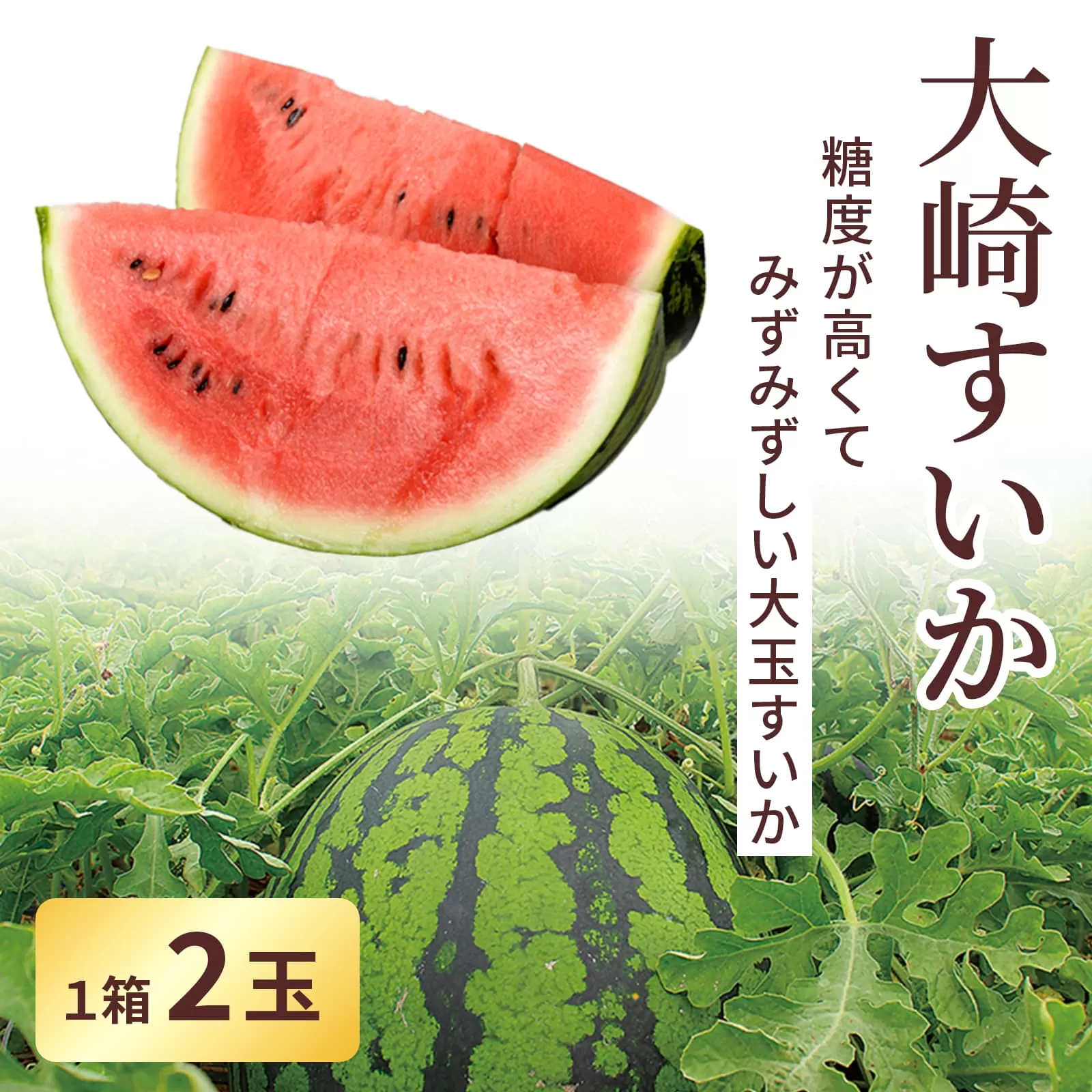 ＜２０２５年収穫分　先行予約＞大崎すいか１箱（大２玉入り）