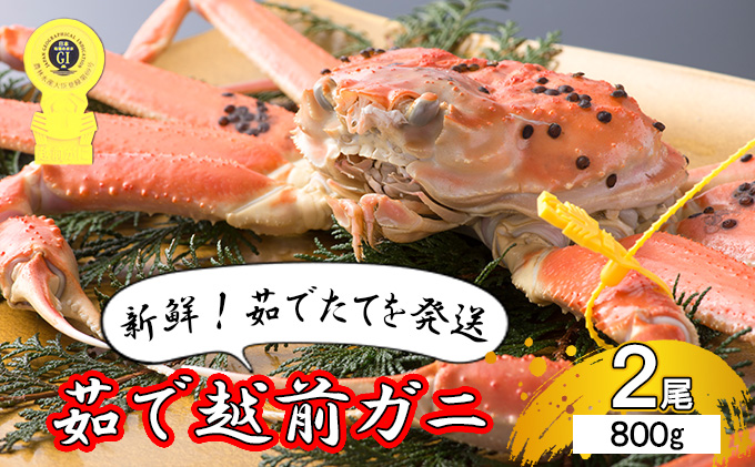 期間限定 茹で 越前ガニ 約800g 2杯 年内配送 食通もうなる本場の味をぜひ、ご堪能ください 越前かに 蟹 カニ かに ボイルカニ ポーション  ズワイガニ 海鮮 限定 福井 福井県 若狭町｜若狭町｜福井県｜返礼品をさがす｜まいふる by AEON CARD