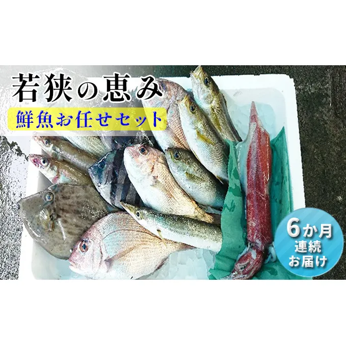 鮮魚セット 定期便 6ヶ月 若狭の恵み 鮮魚ボックス 種類はお任せ 魚 お魚 セット 詰め合わせ 魚介 魚介類 海鮮 海鮮セット 6回 半年 お楽しみ 福井 福井県 若狭町