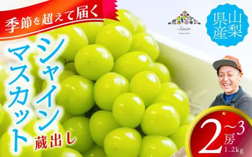 【季節を超えて届く】蔵出し　シャインマスカット　約1.2kg（2～3房）フルーツ 山梨県産 果物 シャイン マスカット ぶどう ブドウ 大粒 種なし