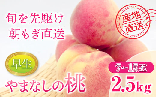 先行予約】【2024年発送】もも 約2.5kg（早生）7〜15玉 桃 山梨県産 フルーツ 産地直送  早生品種｜富士川町｜山梨県｜返礼品をさがす｜まいふる by AEON CARD