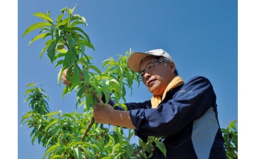 先行予約】【７月中旬から発送予定】矢崎さん家のもも 15～20玉 （約4.5kg）桃 もも モモ ピーチ 山梨県産 フルーツ くだもの 果物 産地直送  夢桃香 加納岩白桃 白鳳 なつっこ 浅間白桃 川中島白桃 白桃｜富士川町｜山梨県｜返礼品をさがす｜まいふる by AEON CARD