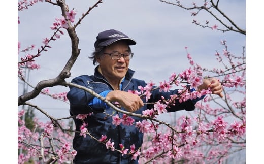 先行予約】【2024年発送】矢崎さん家のもも 10～18玉 （約3.5kg） 桃 もも 山梨県産 フルーツ くだもの 果物 産地直送｜富士川町｜山梨県｜返礼品をさがす｜まいふる  by AEON CARD