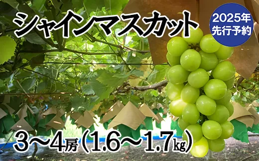 【2025年発送分 先行予約】シャインマスカット（３～４房） 1.6kg～1.7kg　シャイン マスカット ぶどう ブドウ 葡萄 フルーツ 果物 くだもの 山梨 やまなし 富士川町