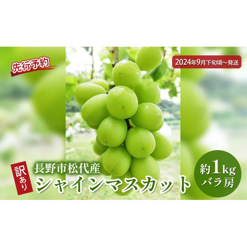 ぶどう 先行予約 訳あり 長野市松代産 シャインマスカット 約1kg バラ房 葡萄 ブドウ フルーツ 果物 シャイン マスカット デザート おやつ TAKANO農園 信州 2024年秋発