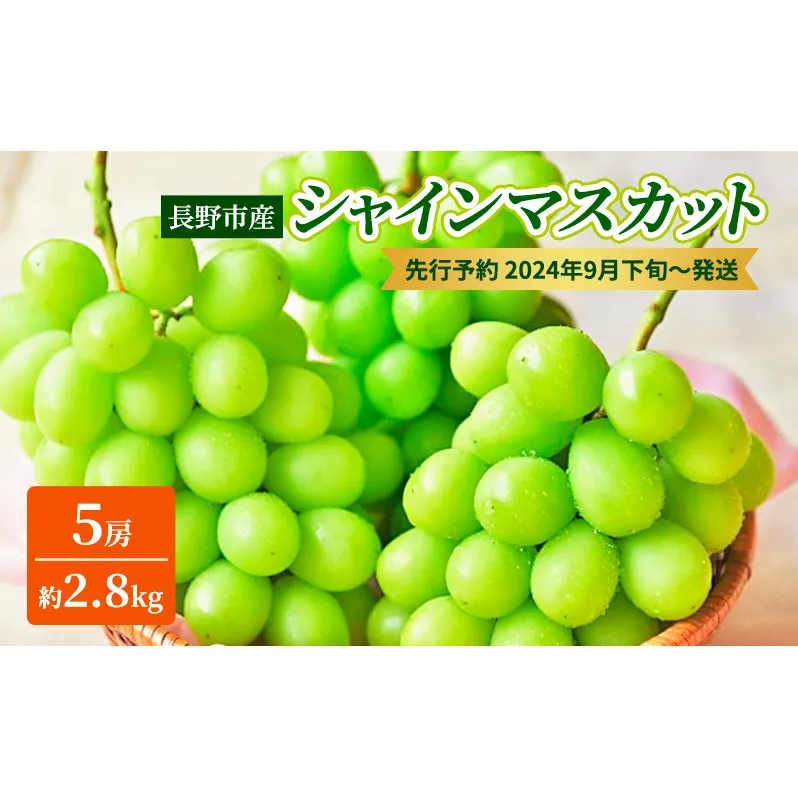 ぶどう 先行予約 長野市産 シャインマスカット 5房 約2.8kg 朝採り 葡萄 ブドウ フルーツ 果物 シャイン マスカット デザート おやつ 信州 2024年秋発