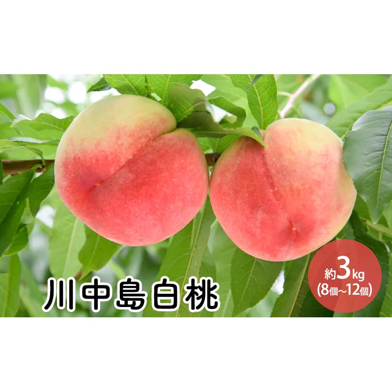 川中島白桃約3kg（8個～12個）