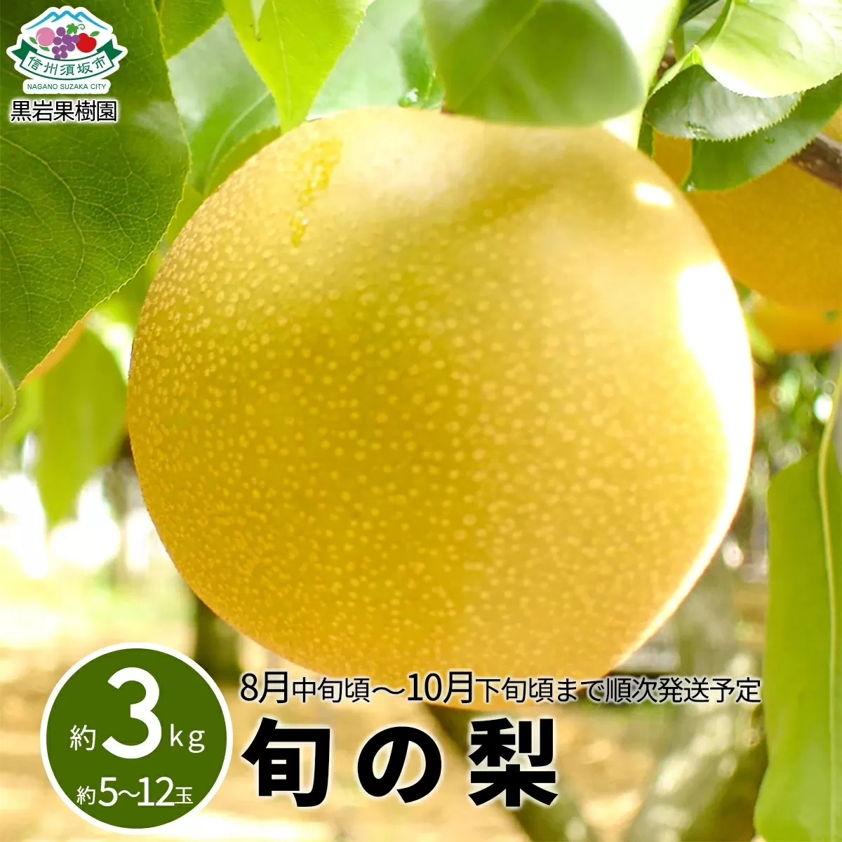 [No.5657-3517]旬の梨 約3kg (約5～12玉) 《黒岩果樹園》■2025年発送■※8月中旬頃～10月下旬頃まで順次発送予定