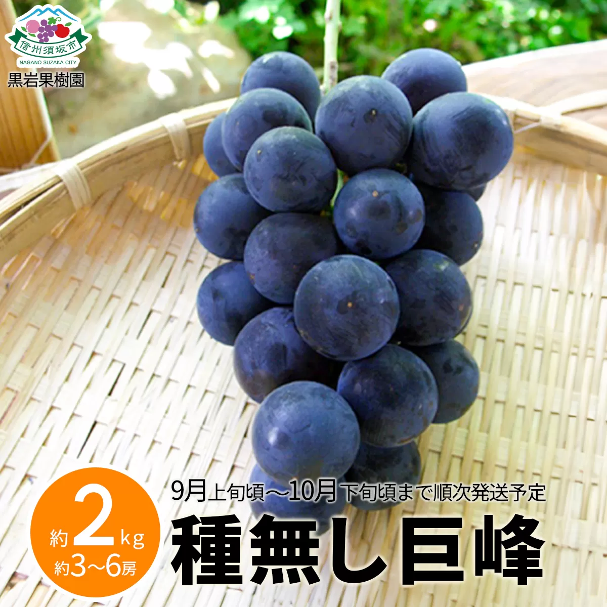 [No.5657-2602]種無し巨峰 約2kg (約3～6房)《黒岩果樹園》■2025年発送■※9月上旬頃～10月下旬頃まで順次発送予定