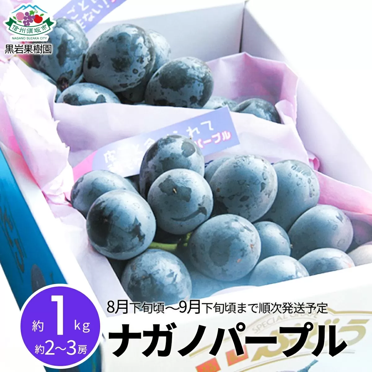 [No.5657-2604]ナガノパープル 約1kg (約2～3房)《黒岩果樹園》■2025年発送■※8月下旬頃～9月下旬頃まで順次発送予定