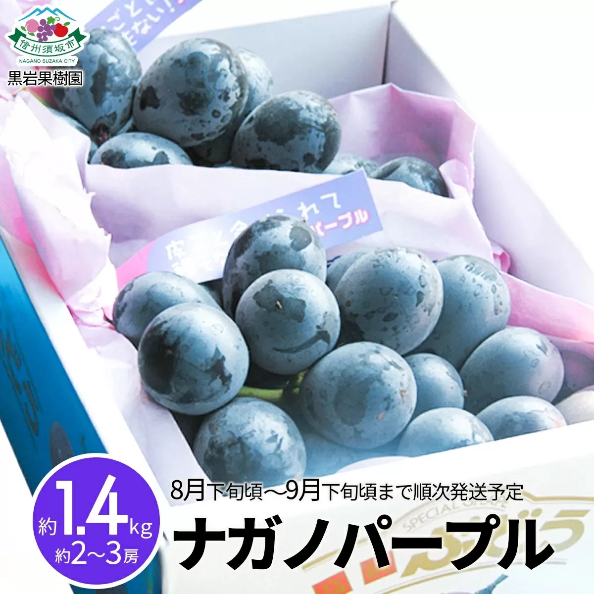 [No.5657-3485]ナガノパープル 約1.4kg (約2～3房)《黒岩果樹園》■2025年発送■※8月下旬頃～9月下旬頃まで順次発送予定