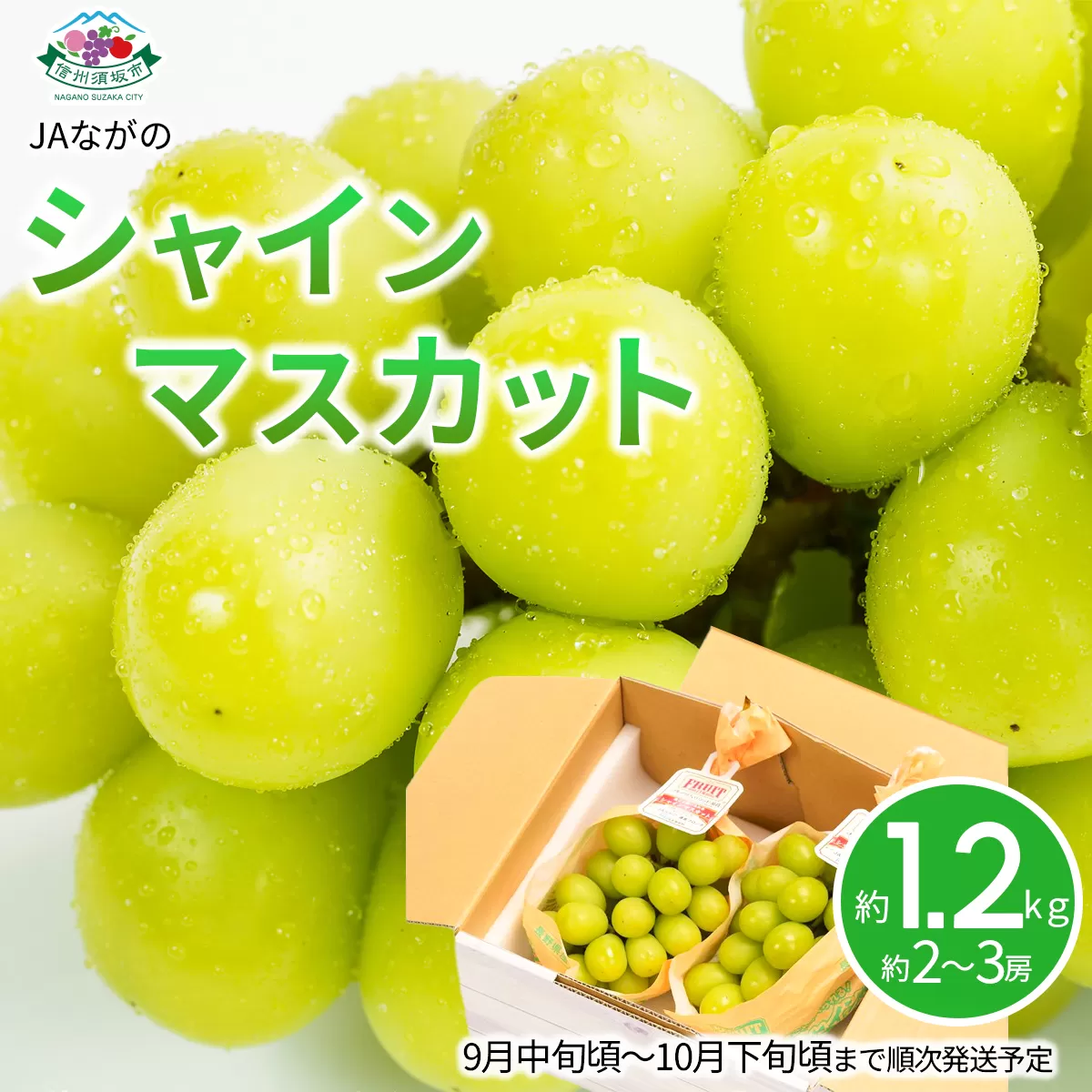 [No.5657-2744]シャインマスカット約1.2kg (約2～3房) 《JAながの》■2025年発送■※9月中旬頃～10月下旬頃まで順次発送予定