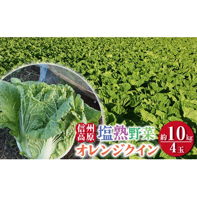 信州高原塩熟野菜（オレンジクイン）約10kg 4玉