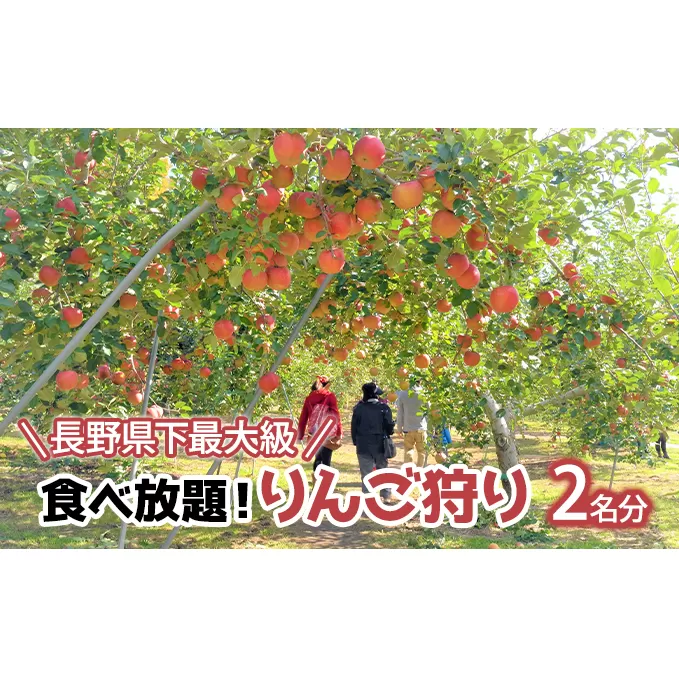 長野県下最大級 りんご狩り体験 りんご狩り発祥園 体験チケット 環境 優しい 安心 安全 こだわり 低農薬 有機肥料 循環型 定番 オリジナル 新品種　