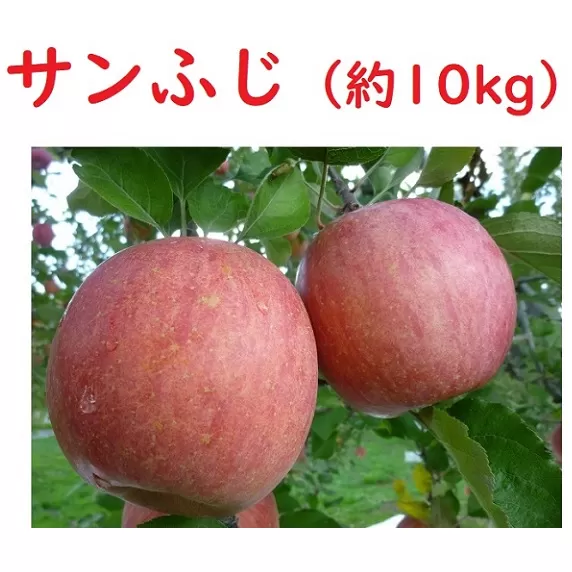 【先行予約】 サンふじ　約10kg（2024年産）(D-2.8)