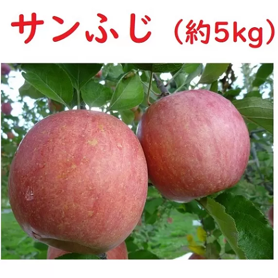 【先行予約】 サンふじ 約5kg（2024年産） (N-1.5)