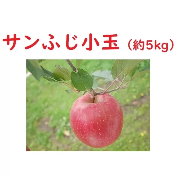 【先行予約】 サンふじ 小玉　約5kg（2024年産） (T-1.3) 