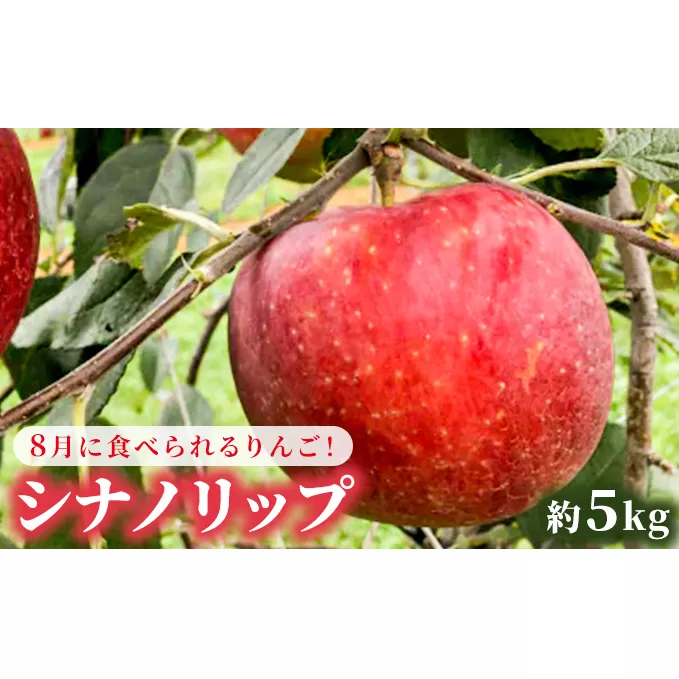 先行予約 りんご シナノリップ 約5kg 2024年 令和6年度発送分 リンゴ 林檎 長野 フルーツ 果物 信州産 長野県産 特産 産地直送 おすすめ