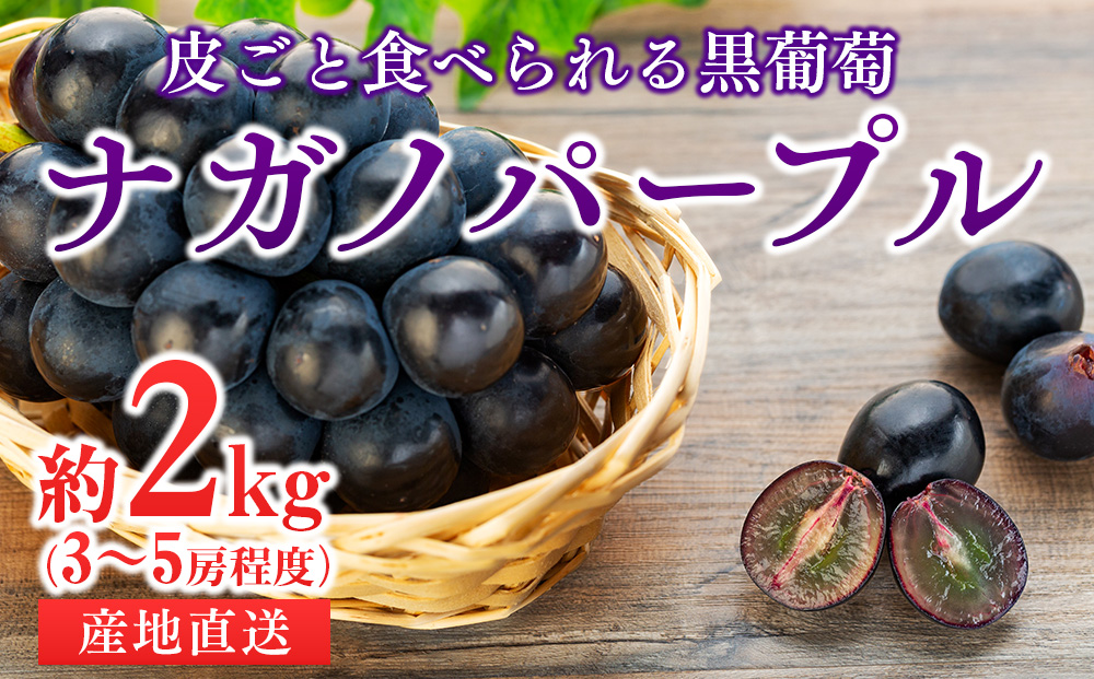 皮ごと食べられる黒葡萄 ナガノパープル約2kg ※クレジット限定 葡萄 ぶどう ブドウ 長野 フルーツ 果物 信州産 長野県産 特産 産地直送  おすすめ デザート｜箕輪町｜長野県｜返礼品をさがす｜まいふる by AEON CARD