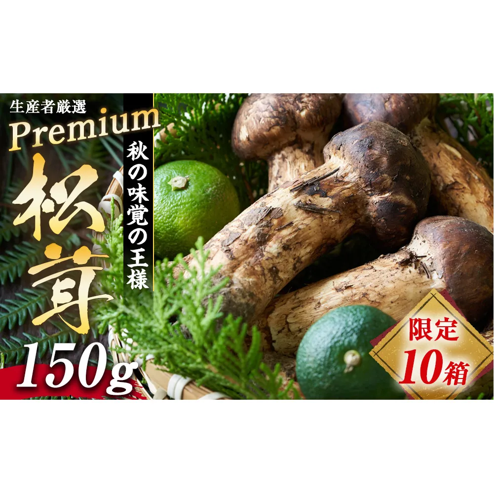 限定 10箱 松茸 生産者厳選 プレミアムまつたけ 150g 2本程度 箕輪町産 秋の味覚 まつたけ マツタケ きのこ キノコ 旬の野菜 プレミアム 限定品 限定販売 信州 長野 長野県