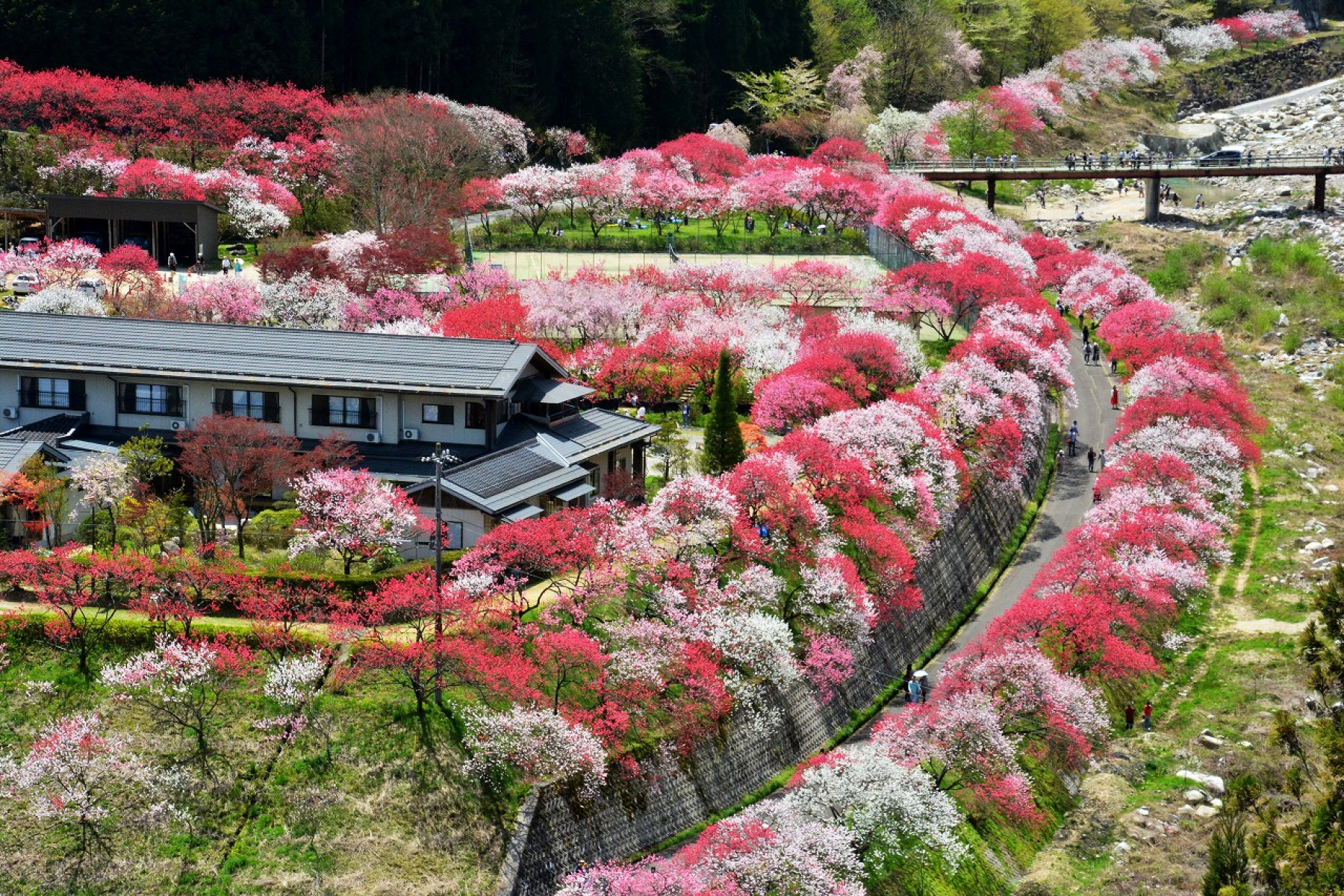 日本一の桃源郷「花桃の里」