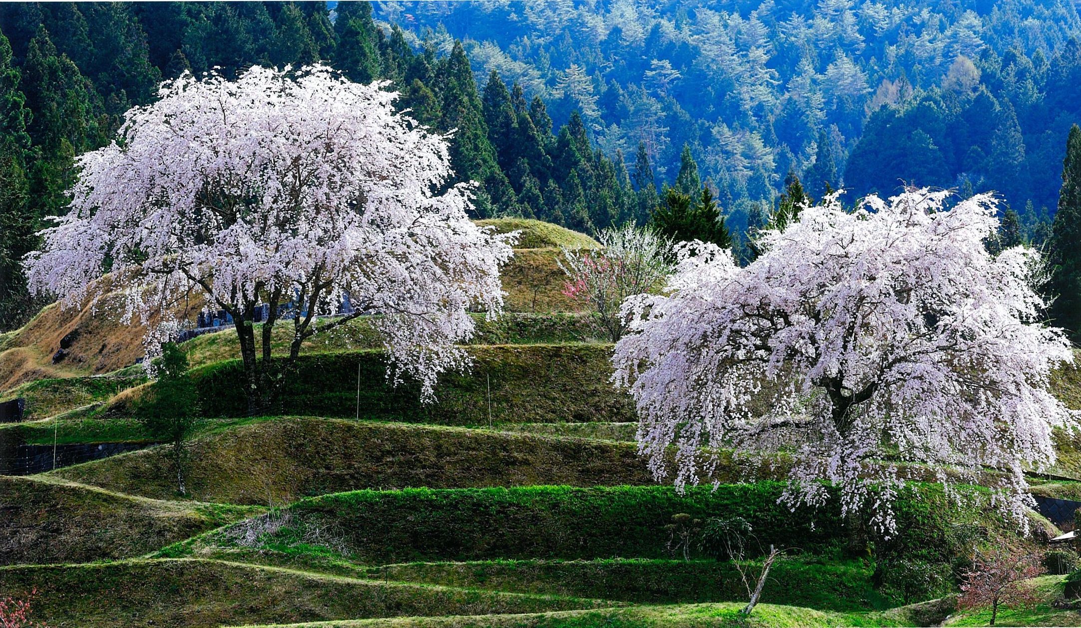 年に二度咲く桜　～四季桜〜