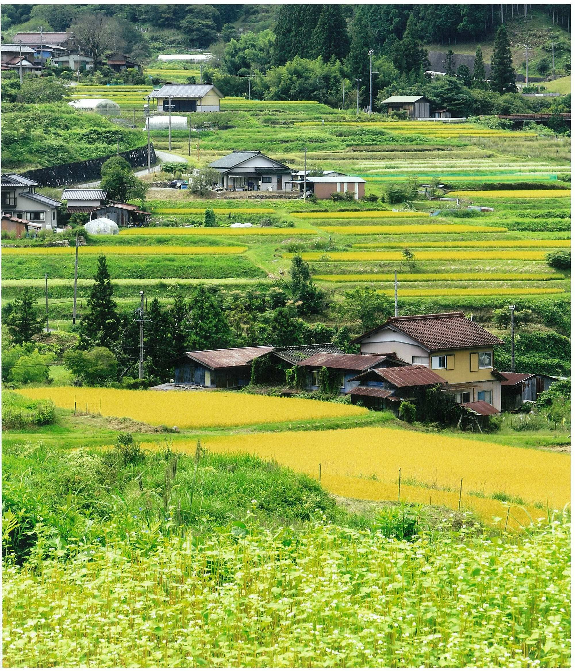 森林・林業に関する技術普及、遊休農地の利活用、山村文化・木材芸術の継承など、自然を生かした地域振興に関する事業