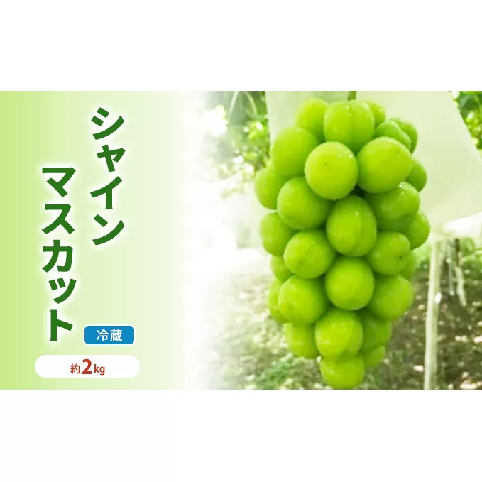 【年内お届け】シャインマスカット 冷蔵 約2kg 3～4房 長野 坂城町産 ぶどう K＆Y農園 ブドウ フルーツ 果物 シャイン【 果物類 】