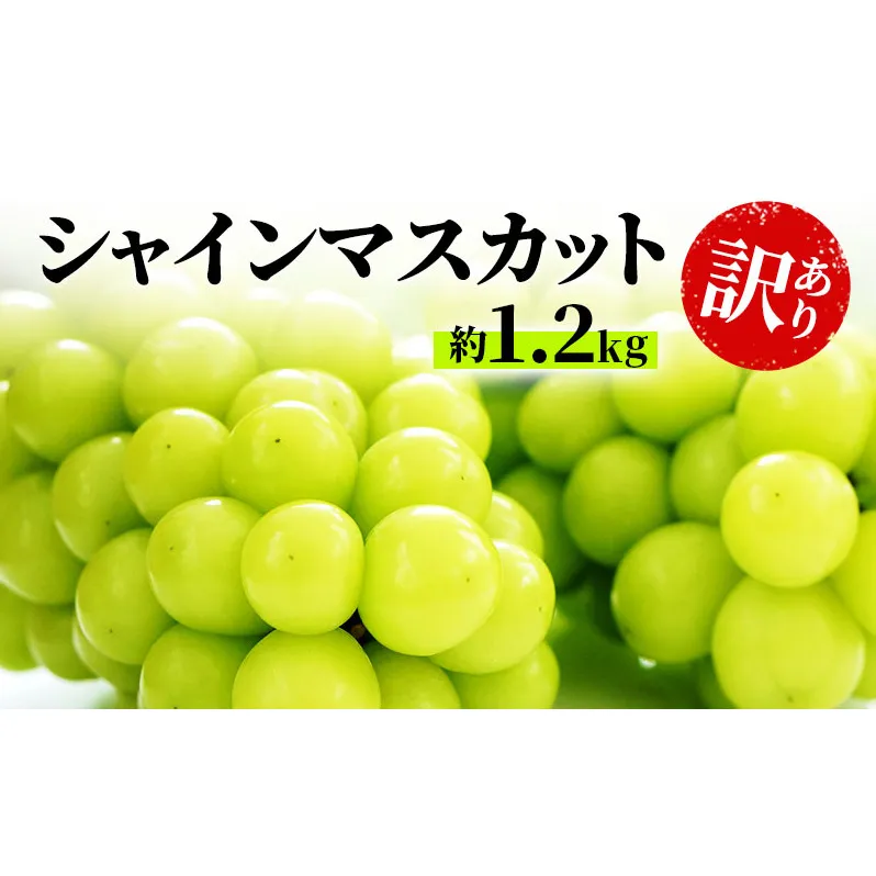 訳あり シャインマスカット 約1.2kg 粒 柳澤果樹園 ぶどう 長野 マスカット ブドウ フルーツ 果物 シャイン