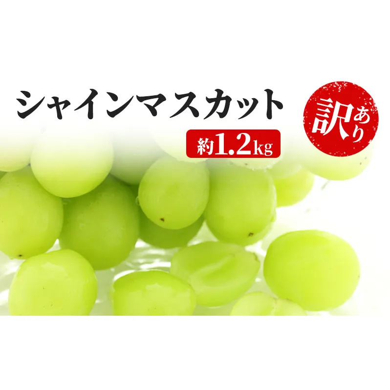 訳あり シャインマスカット 約1.2kg 粒 YANAGISAWA ぶどう 長野 マスカット ブドウ フルーツ 果物 シャイン