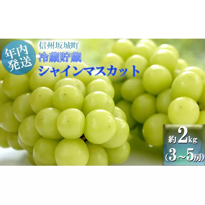 【11・12月発送】冬に味わう！冷蔵貯蔵シャインマスカット 約2kg (3～5房) 長野 信州 坂城 冷蔵シャイン 産地直送 宮原農園 年内発送