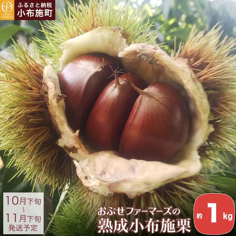  熟成小布施栗 約1kg ［おぶせファーマーズ］ 生栗 くり 果物 フルーツ クール便 冷蔵便 長野県産 信州産 先行予約 数量限定 令和7年産 【2025年10月下旬～11月下旬発送】