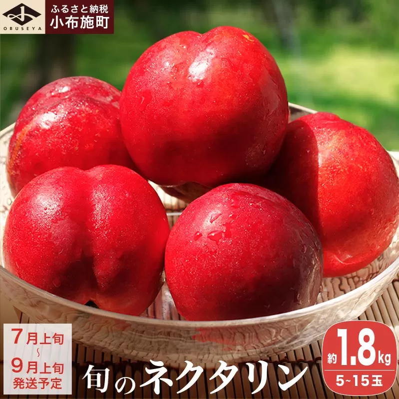 旬のネクタリン 約1.8kg 5〜15玉 ［小布施屋］果物 フルーツ 桃 もも 長野県産 小布施 冷蔵便 クール便 産地直送 数量限定 送料無料 令和7年産【2025年7月上旬〜9月上旬発送】