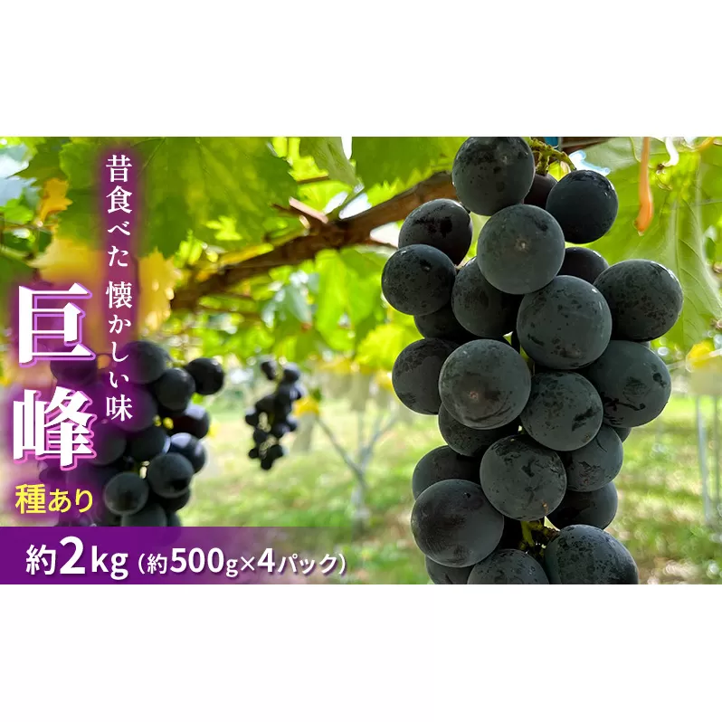 種あり巨峰 約2kg 2024年(R6年)9月中旬～10月下旬頃出荷予定【安心安全 こだわりの栽培方法 除草剤不使用 栽培期間中 ネオニコチノイド系農薬不使用 化学合成肥料不使用】