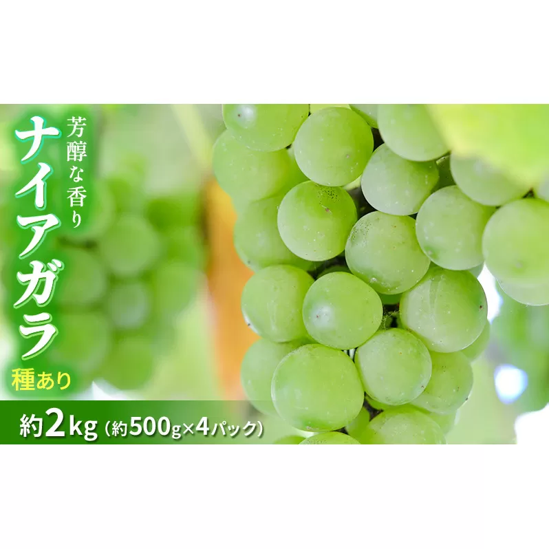 種ありナイアガラ 約2kg 2024年(R6年)9月中旬～10月下旬頃出荷予定【安心安全 こだわりの栽培方法 除草剤不使用 栽培期間中 ネオニコチノイド系農薬不使用 化学合成肥料不使用】