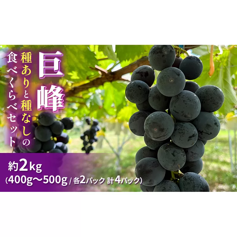 巨峰（種ありと種なし）の食べくらべセット 約2kg2024年（R6年）9月中旬～10月下旬頃出荷予定