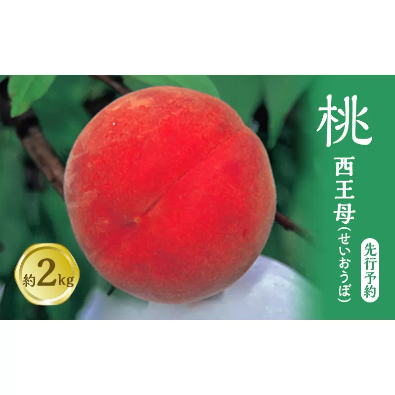 桃 「 西王母 （せいおうぼ）」約 2kg 2024年 9月下旬発送　【 長野県 長野県産 白桃 大玉 もも フルーツ 果物 希少 長野 国産 2024 先行予約 】