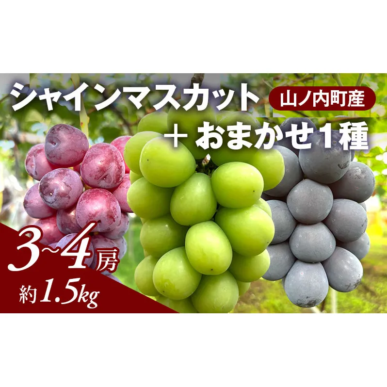 ぶどう シャインマスカット + おまかせ1種 約1.5kg（3～4房）山ノ内町産 ブドウ 葡萄 マスカット